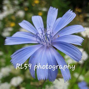 Flower photo - original!